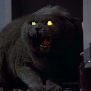 Gato Macabro