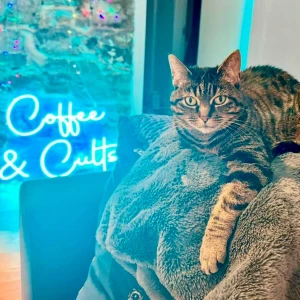Coffee & Cults: Everything You Don't Know About Hollywood