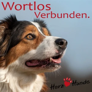 Deine Gassi-Runde als Heldenreise mit Deinem Hund wortlos verbunden!
