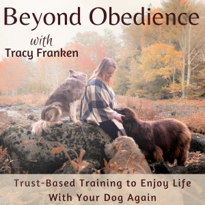 Beyond Obedience | Dog Training, Dog Body Language, Anxious Dogs, Scared Dogs, Reactive Dogs