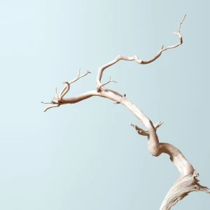 Bonsai Mirai: Asymmetry