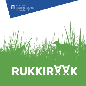 Rukkirääk
