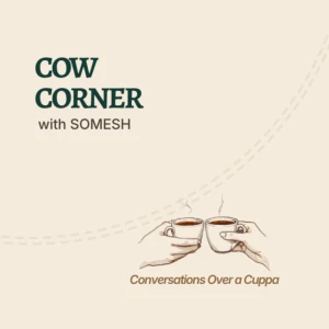 Cow Corner
