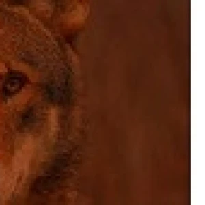 Red Wolf Country Radio